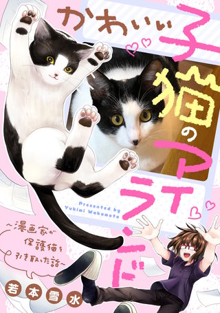 かわいい子猫のアイランド ～漫画家が保護猫を引き取った話～