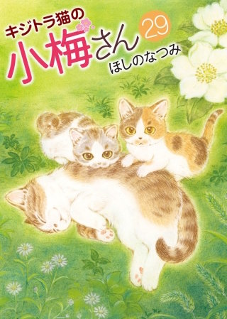 キジトラ猫の小梅さん(29)